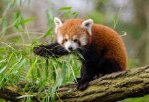 Nowe maluchy w torontońskim zoo