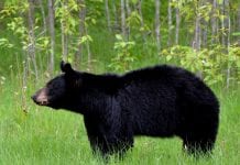 Niedźwiedź pogryzł 10-latkę w North Vancouver