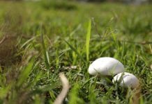 Załapali koronawirusa przy pieczarkach