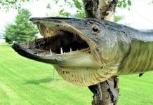 Ontario: Muskie pogryzł kąpiącą się kobietę