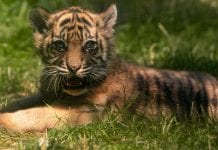 W Zoo Wrocław urodził się tygrys sumatrzański