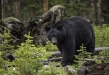 Zaatakowana przez niedźwiedzia podczas rozmowy przez telefon