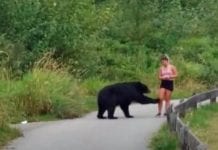 Niedźwiedź dotknął kobietę na szlaku