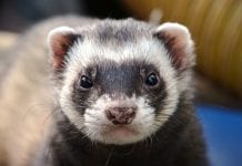 Kowalski: Ewentualne wybory prezentem dla LBGT.