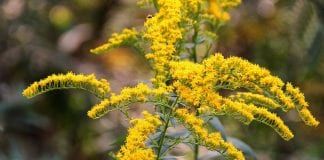 Michalinka: Jeszcze jeden wskaźnik, że to koniec lata