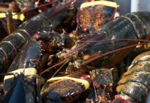 Eksport kanadyjskich homarów nie w smak Amerykanom