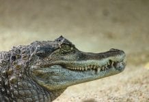 Polska: Poszukiwany aligator schwytany!
