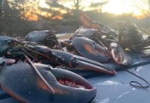 Wódz Indian Nowej Szkocji apeluje o wkroczenie armii