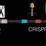 Nobel za CRISPR/Cas9