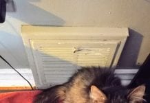 Michalinka: Kotka ozdrowieniec