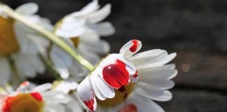 Michalkiewicz: Zanim poleje się krew z nosa