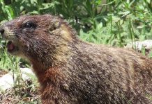 Piękna Kanada odcinek 4 – Indiański flet i zwierzęta gór.