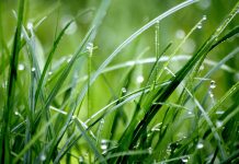 Farmus: Co u innych w trawie piszczy?