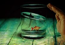 Ligęza: OSKÓROWANI