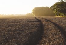 Marcin Baraniecki: TRYPTYK PODKARPACKI: Kocia wiara (4)