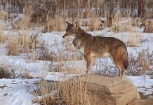 Kojot – nieproszony gość