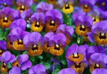 Ligęza: KWIATKI Z RABATKI