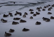 Nadchodzą śniegi… Ale mróz ustąpi