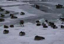 Jak za dawnych czasów – Łyżwy na rzece