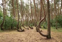 Krzywy Las – niezwykłe miejsce na mapie Polski