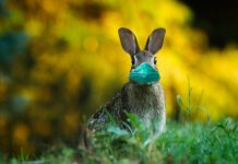 Doug Ford: Nie róbcie sobie planów na święta