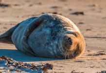 350-kilogramowa foka wybrała się na spacer po P.E.I.