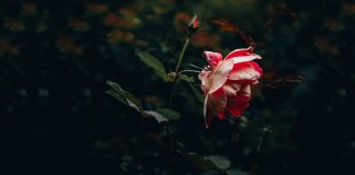 Michalinka: Pamiętajcie o rzeczach ważnych