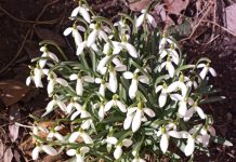 Michalinka: Każdy musi mieć swojego pierwiosnka