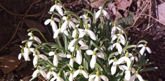 Michalinka: Każdy musi mieć swojego pierwiosnka