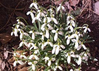 Michalinka: Każdy musi mieć swojego pierwiosnka