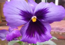 Michalinka: Dzień dobry Kwiatku Bratku