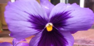 Michalinka: Dzień dobry Kwiatku Bratku