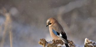 Ligęza: ZIMA NADCHODZI