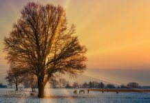 Marcin Baraniecki: TRYPTYK PODKARPACKI: Kocia wiara (13)