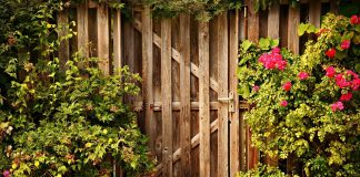 Michalinka: Przetrwać jak ten chrzanik