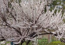 Michalinka: Samosiejka