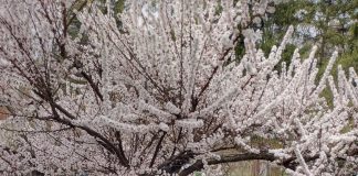 Michalinka: Samosiejka