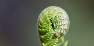 Michalinka: Pastorał paproci jedynie wiosną