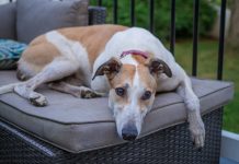 Greyhound kończy bieg