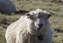 Ligęza: BYĆ MERYNOSEM