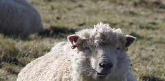 Ligęza: BYĆ MERYNOSEM