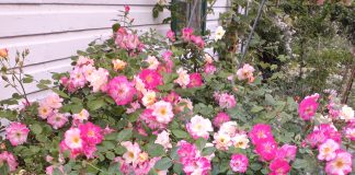 Michalinka: Imię róży