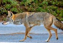 Kojot porwał i udusił psa w Ajax