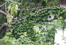 Michalinka: Złodziejaszek