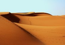 Ligęza: Wołami po pustyni