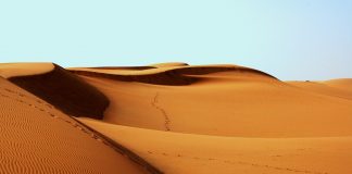 Ligęza: Wołami po pustyni