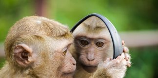 Ligęza: IN STATU NASCENDI