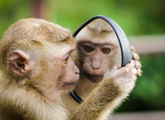 Ligęza: IN STATU NASCENDI