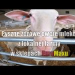 Super zdrowe mleko owcze – reportaż z farmy w Acton