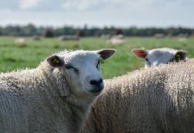 Jeśli nie chcesz chorować, pij owcze mleko!